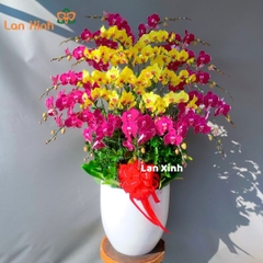 Lan hồ điệp vàng tím 30 cành - HD249