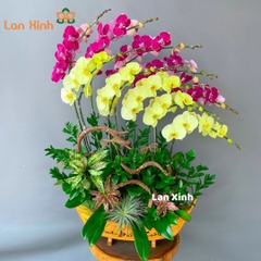 Lan hồ điệp vàng tím thuyền gỗ - HD150