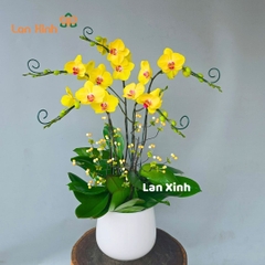 Chậu lan hồ điệp vàng tươi 5 cành - Mẫu 1