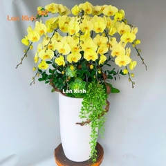 Lan hồ điệp xanh 12 cành chậu cao