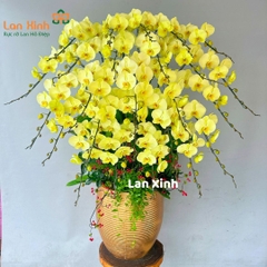 Lan hồ điệp xanh 25 cành