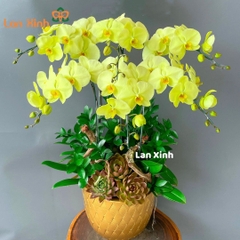 Lan hồ điệp xanh 6 cành HD147