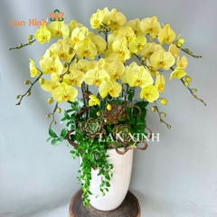 lan hồ điệp xanh bơ 10 cành