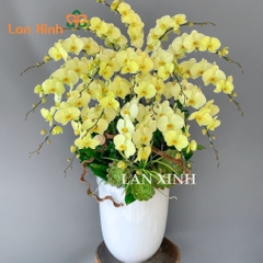 lan hồ điệp xanh bơ 17 cành HD539