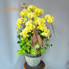 Lan hồ điệp xanh bơ cắm kiểu