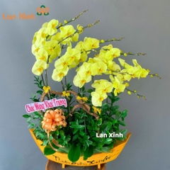 Lan hồ điệp xanh bơ thuyền gỗ 9 cành - HD242