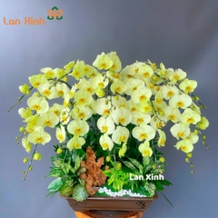 Lan hồ điệp xanh bonsai 15 cành - HD136
