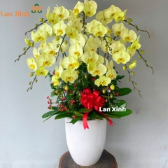 Lan hồ điệp xanh cốm 12 cành - HD511