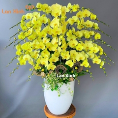 Lan hồ điệp xanh cốm 30 cành