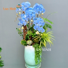 Lan hồ điệp xanh dương 5 cành