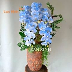 lan hồ điệp xanh dương ghép nghệ thuật