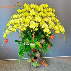 Lan hồ điệp xanh gỗ lũa sen đá chơi Tết - HD38