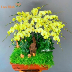 Lan hồ điệp xanh bonsai tiểu cảnh - HD125