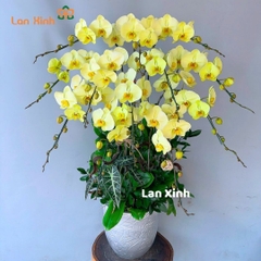 Lan hồ điệp xanh táo 12 cành - HD341