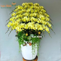 Lan hồ điệp xanh táo 40 cành