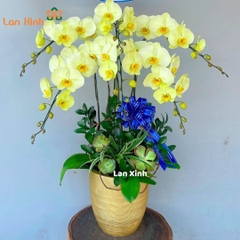 Lan hồ điệp xanh táo 6 cành - HD482