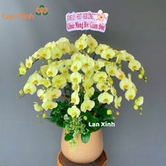 Lan hồ điệp xanh táo 9 cành - HD158