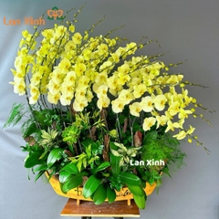 Lan hồ điệp xanh táo thuyền gỗ 30 cành - HD202