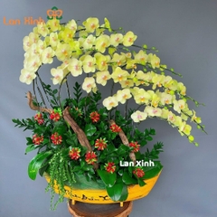 Lan hồ điệp xanh táo thuyền gỗ 16 cành