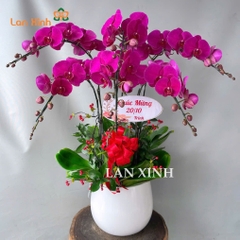 lan hồ điệp màu tím 6 cành