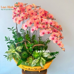 thuyền hoa lan hồ điệp cam 15 cành