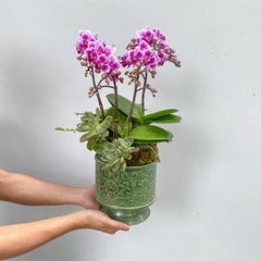 Lan Hồ Điệp 2 gốc đôi Tím mini