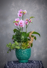 Lan Hồ Điệp 2 gốc đôi