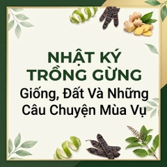 Nhật Ký Trồng Gừng: Giống, Đất Và Những Câu Chuyện Mùa Vụ