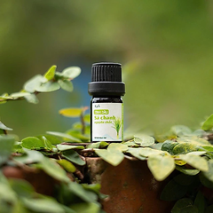 Tinh Dầu Sả Chanh Nguyên Chất Epis