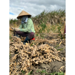 Tinh Dầu Gừng Nguyên Chất Epis