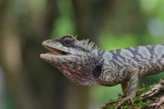 Cuc Phuong National Park 1 Day Exploration Tour