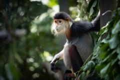 Ninh Binh - Cuc Phuong National Park 2 Days 1 Night