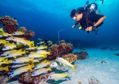 SNORKELING TOUR - Snorkeling (1 time) – Lunch