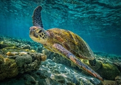 UNDERWATER WALKING TOUR - Underwater walking (1 time) – Lunch