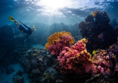SNORKELING TOUR - Snorkeling (1 time) – Lunch
