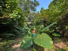 One Day Trekking Cat Ba National Park | Departure from Hanoi