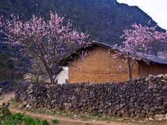 Ha Giang Loop - SaPa - Fansipan 4D4N Tour