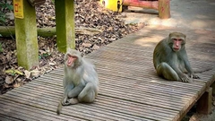 From Hoi An/ Da Nang: Marble Mountains - Monkey Mountain - Am Phu Cave Sunset Tour