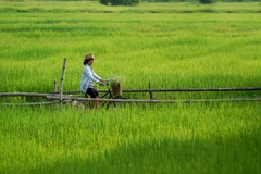 From Hochiminh: Mekong Delta Cai Rang Floating Market 2 Days 1 Night
