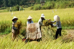 From Hochiminh: Mekong Delta Cai Rang Floating Market 2 Days 1 Night