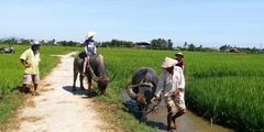 Hoi An Eco Farming Bicycle Tour and Basket Boat Ride (Half-day)