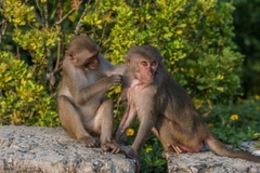 Monkey Mountain - Marble Mountains –Coconut Jungle - Hoi An City Full Day Tour