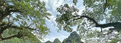 From Dong Hoi / Phong Nha (Quang Binh): Phong Nha & Paradise Cave 1 Day Trip