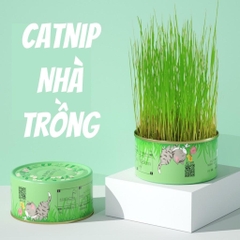 Lon Trồng Cỏ Mèo Tươi Tiện Lợi giúp hỗ trợ tiêu hóa giảm búi lông giảm stress