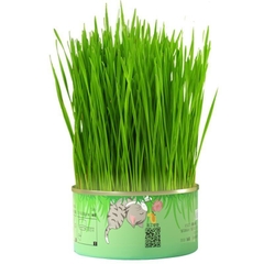 Lon Trồng Cỏ Mèo Tươi Tiện Lợi giúp hỗ trợ tiêu hóa giảm búi lông giảm stress