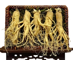 Sâm tươi Hàn Quốc cỡ 5 củ/kg loại VIP