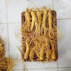 Sâm tươi Hàn Quốc cỡ 10 củ/kg loại VIP