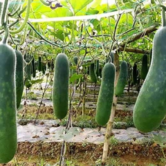 Bí đao