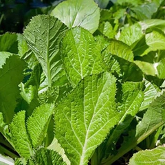 Cải bẹ xanh