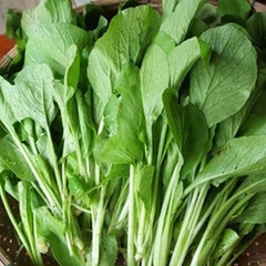 Cải ngọt